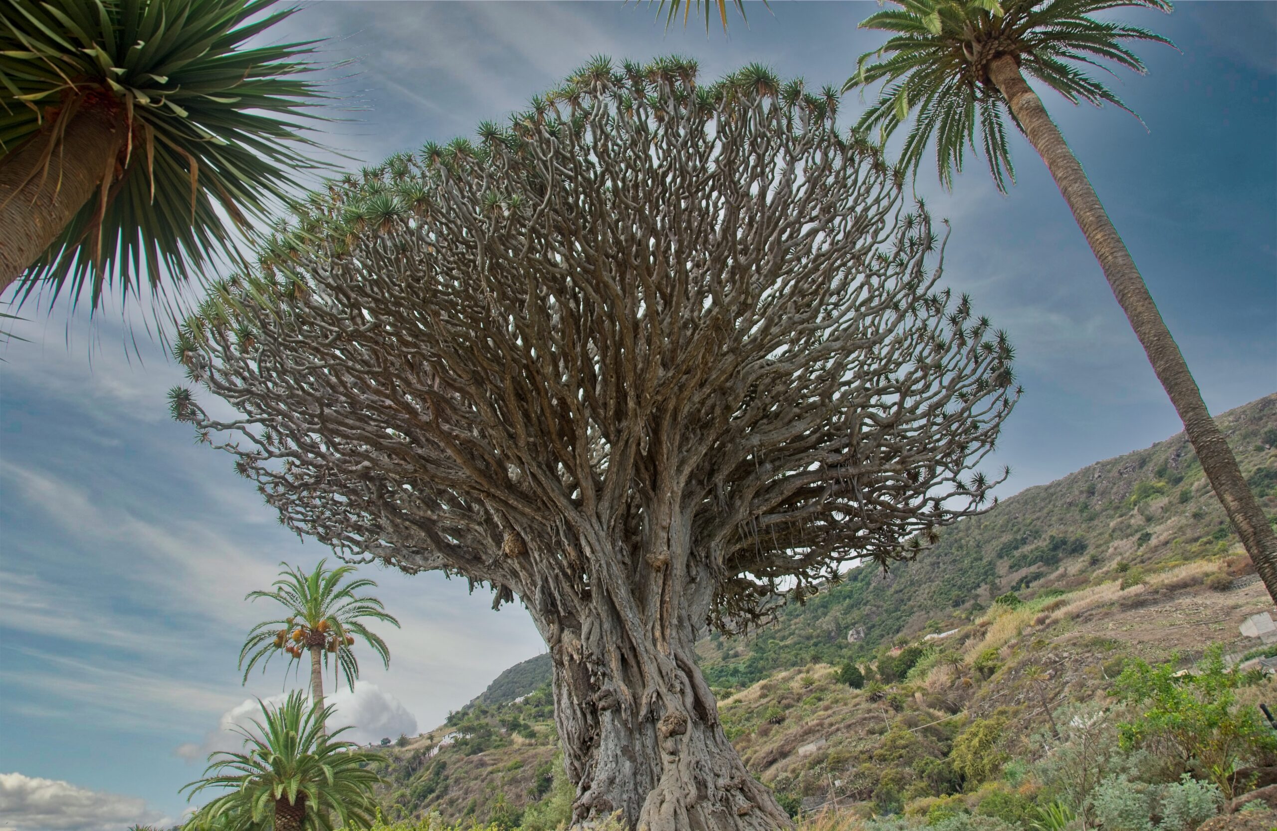 El Drago Milenario Tenerife