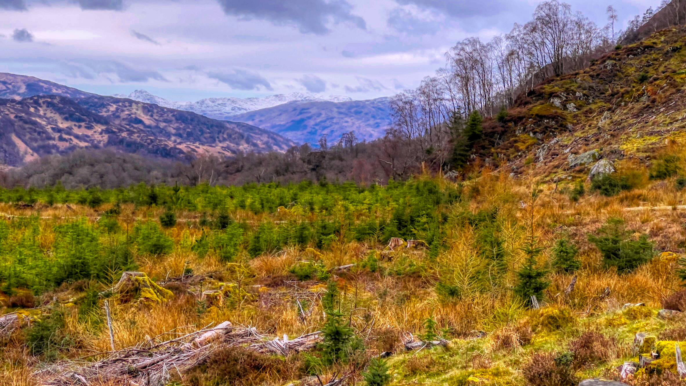 ⁨The Great Trossachs, Scotland